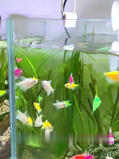 1pc Non-Slip Aquarium Fish Feeder Ring - Transparent Acrylic Floating Food Dispenser with Beads for Controlled Fish Feeding, Essential Tank Accessory for Healthy Aquatic Environment