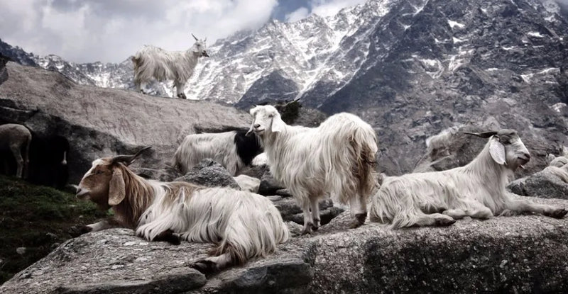 وشاح كشمير 100% من الفئة 400S، ماركة فاخرة، شال كشمير رقيق، مناسب للصيف والشتاء، وشاح كشمير ناعم وطويل للنساء