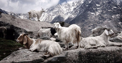 وشاح جديد من الكشمير الخالص ١٠٠٪، محبوك للنساء، مناسب للشتاء والخريف. أنيق وعصري! وشاح من الكشمير الخالص ١٠٠٪ للرجال والنساء.