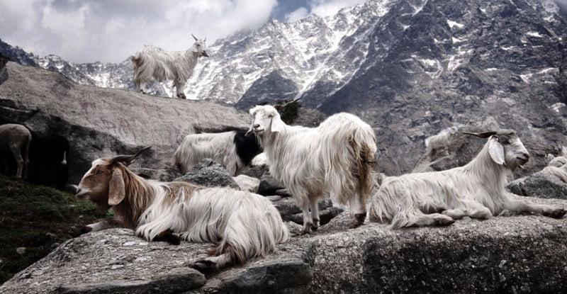 وشاح جديد من الكشمير الخالص ١٠٠٪، محبوك للنساء، مناسب للشتاء والخريف. أنيق وعصري! وشاح من الكشمير الخالص ١٠٠٪ للرجال والنساء.